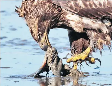  ??  ?? About 35,000 migratory eagles could descend on Harrison Mills to feast on salmon.