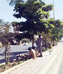  ??  ?? عمال يزينون أحد شوارع الطائف بالزهور أمس. (عكاظ)