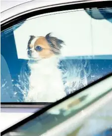 ?? ADOBESTOCK ?? Autos in praller Sonne können für Hunde zur tödlichen Falle werden. Da hilft es auch nichts, Fenster einen Spaltbreit zu öffnen