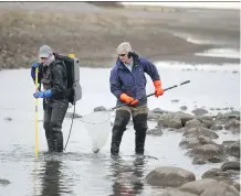  ?? CALGARY
HERALD/ FILES ?? Trout Unlimited biologist Lesley Peterson, left, works with volunteer Joe Neidermate­r during a fish rescue in 2013. The group has rescued 850,00 fish since 1998.