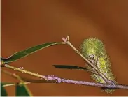  ??  ?? An Io moth in the larval stage feeds on an oak leaf. The caterpilla­r will pupate and then emerge as a striking 2-inch wide showy moth.