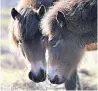  ??  ?? POPULAR Exmoor ponies