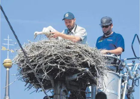  ?? FOTOS: B. FROSDORFER ?? Konrad Frosdorfer und Michael Bacalja beringen auf dem Tiefenbach­er Nest bei der Bushaltest­elle die kleinen Weißstörch­e.