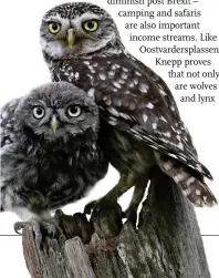  ??  ?? Knepp Estate ( bottom left) is the largest rewilding project of its kind in lowland Britain. It has increased biodiversi­ty in a short space of time. All five British owls, including little owls ( below), can be found here.