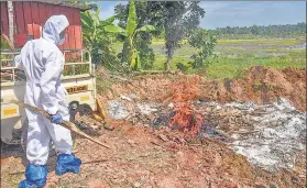  ??  ?? An animal husbandry department worker culls ducks following detection of Avian Influenza in Kerala’s Alappuzha district on Tuesday.