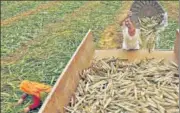  ?? HT FILE PHOTO ?? Farmers reap a kharif harvest in eastern Rajasthan.