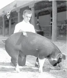  ?? COURTESY OF STEVE PEARCE ?? Steve Pearce, whose family owned a small farm outside Hobbs, shows off his champion hog at the New Mexico State Fair. “Most of what we did was pigs, because calves were more expensive,” he says.