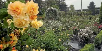  ?? AIMAN AMERUL MUNER/STUFF ?? Roses galore in the Trevor Griffiths Rose Garden this week.