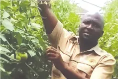  ?? ?? Mutoko Royal Fruits and Veggies managing director Mr Lloyd Marime gives tips to growers on tomato farming recently