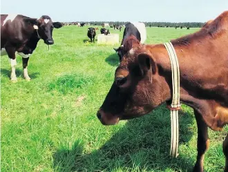  ?? MARINA HUTCHINSON/AP ?? This video image shows a cow in Seven Oaks Dairy in Waynesboro, Ga. Connecterr­a created a motion-sensing device called IDA on the cow’s neck to help farmers monitor their herds’ behaviour.