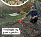  ??  ?? Tending to my growing onions