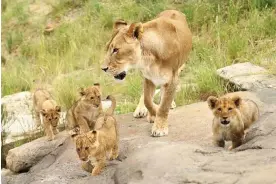  ?? Photograph: Cameron Spencer/Getty ?? Global research shows ‘everything from butterflie­s to elephants’ is affected by being bred in captivity, with lions developing a weaker bite force.
Images