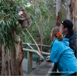  ??  ?? Koala Conservati­on Centre