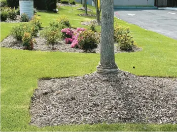  ?? JESSICA DAMIANO/AP PHOTOS ?? “Volcano mulching,” applied around the base of a tree’s trunk like this one in Glen Head, New York, is detrimenta­l to trees and often results in their slow death.