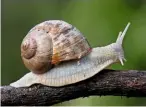  ??  ?? Edible snail Helix pomatia. The uppermost pair of its tentacles has the eyes, while the lower contain smell sensors.