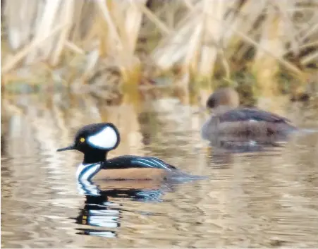  ??  ?? A hooded merganser at Swan Lake. Six Christmas Bird Counts are taking place on Vancouver Island Saturday and Sunday.