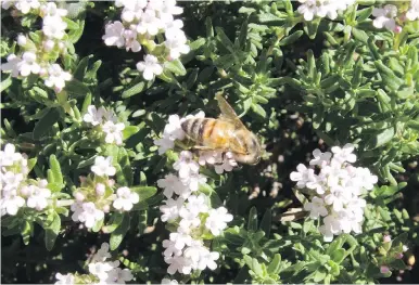  ??  ?? As they flower, herbs such as thyme, above, and cilantro, left, attract and nourish bees.