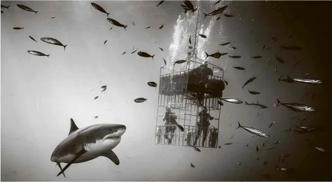 ?? Roberto Formiga ?? Tubarão-branco se aproxima de gaiola com turistas no mar de Guadalupe, no México