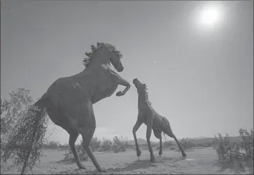  ?? Hayne Palmour IV San Diego Union-Tribune ?? METAL SCULPTURES of horses dance in the moonlight in Borrego Springs, Calif., which a decade ago was designated a Dark Sky Community by the Internatio­nal Dark-Sky Assn. It remains the only one in the state.