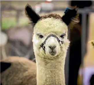  ?? PHOTOS: DAVID UNWIN/STUFF ?? An alpaca at the national show at Manfeild,in Manawatu¯ .