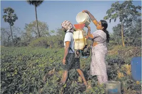  ?? / AP ?? MEERABI Chundru, an avid practition­er and advocate of natural farming techniques, pours natural pesticide into a sprayer carried by a worker at her farm in Aremanda village in Guntur district of southern India’s Andhra Pradesh state, Sunday, Feb. 11, 2024.