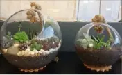  ?? (Photo DR) ?? S’il existe des kits tout prêts pour fabriquer des terrariums, Dominique préfère les faire intégralem­ent elle-même.