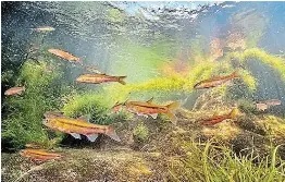 Hidden treasures of SA rivers: more freshwater fish species now than ...