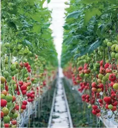  ?? Foto: K. D. Gabbert, dpa ?? 5000 bis 6000 Tonnen Tomaten sollen in Gewächshäu­sern in Abu Dhabi wachsen. An dem Pilotproje­kt ist auch der Agrarhändl­er Baywa beteiligt.