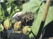  ?? ?? The new detections of velvet leaf were found in a commercial maize block, as well as in a maize paddock..