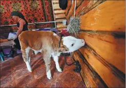  ??  ?? A calf, born at a homestay in Hemu village during the festival, keeps warm indoors.