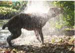  ??  ?? A bucket of water will help to cool a dog down