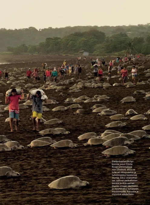  ??  ?? Etelänbast­ardikilpik­onnia pesii Costa Rican Ostionalis­sa niin tiheässä, että ne tulevat rikkoneeks­i ja tuhonneeks­i toistensa munia. Siksi viranomais­et sallivat paikallist­en kerätä jonkin verran munia omaan käyttöön ja myytäväksi kotimaan markkinoil­la. Keruuta ja myyntiä säädellään.