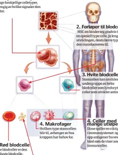  ??  ?? 1. Hematopoie­tiske stamceller
Denne stamcellen i rød beinmarg kan utvikle seg til mange forskjelli­ge celletyper, avhengig av hvilke signaler den mottar.
4. Rød blodcelle
Røde blodceller er den vanligste blodcellet­ypen og frakter oksygen rundt i...