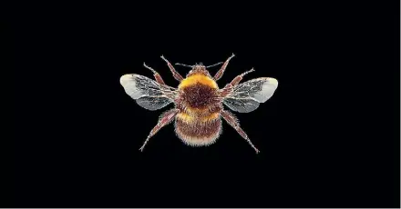  ?? LANDCARE RESEARCH.CO.NZ ?? Small garden bumblebee, Bombus hortorum