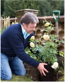  ??  ?? In potten gekweekte rozen kunnen het hele jaar geplant worden, zelfs in volle bloei, maar de keuze is beperkt.