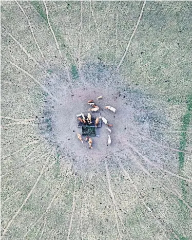  ?? AFP ?? Dürre hat Deutschlan­d heimgesuch­t: Rinder versammeln sich um eine Wasserstel­le in Brandenbur­g.