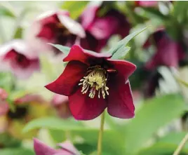  ?? ?? Collect and sow hellebore seeds after flowering or just let them self-seed