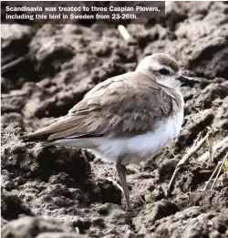  ??  ?? Scandinavi­a was treated to three Caspian Plovers, including this bird in Sweden from 23-26th.
