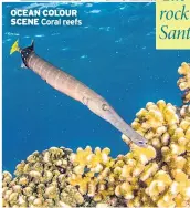  ??  ?? OCEAN COLOUR SCENE Coral reefs