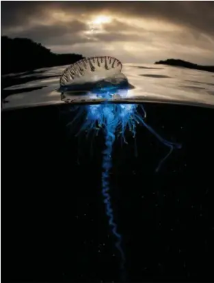  ??  ?? The venomous Portuguese man-of-war is not a jellyfish but a siphonopho­re, a colonial animal made up of specialize­d individual­s working together. It is also known as ‘floating terror’ as it sails with the wind, trailing tentacles that can deliver a...