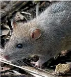  ??  ?? Department of Conservati­on monitoring has showed massive rat population growth in the northern areas of the Ruahine Forest Park.
