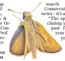  ??  ?? The Lulworth skipper species has more than doubled in its habitat