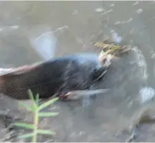  ??  ?? Las capturas del Salado son muy combativas y de portes importante­s. Conviene utilizar un wader para poder sacarlas del agua y no poner en riesgo los equipos y la línea.