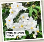  ?? ?? Pretty solanum ‘Album’