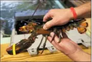  ?? THE ASSOCIATED PRESS ?? A lobster is pulled from a crate in Kennebunkp­ort, Maine.