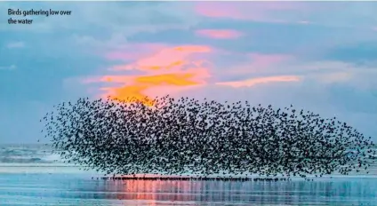  ??  ?? Birds gathering low over the water