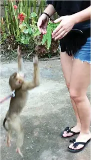  ??  ?? Touchy-feely: Miss Bowman meets the macaque .... which leaps up and grabs her top ... then she pulls it back up to spare her blushes