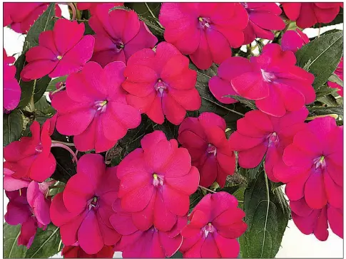  ?? Photo courtesy Sakata/KURT REYNOLDS ?? SunPatiens “Compact Royal Magenta”