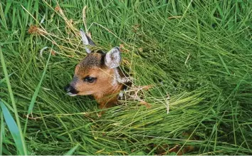  ?? ?? Landwirte haben oft keine Chance, die Tiere rechtzeiti­g zu entdecken, weil Kitze sich regungslos auf den Boden drücken.