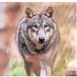  ?? FOTO: BORIS ROESSLER/DPA ?? Ein Wolf in einem Wildgehege (Symbolbild).
